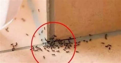 家裡突然一堆螞蟻